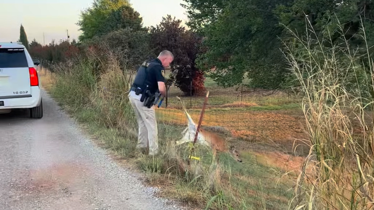 Oklahoma police helping out a fawn stuck in a fence.