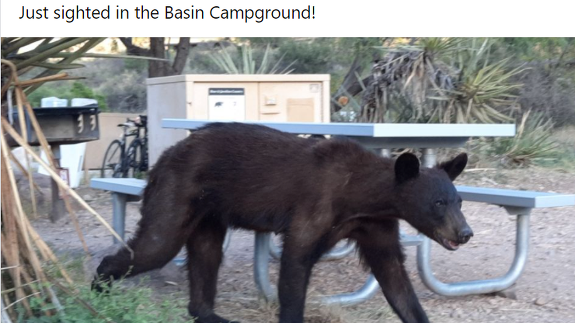 A black bear photographed at Big Bend National Park in Texas has raised questions online, with some worried that the bear is starving.