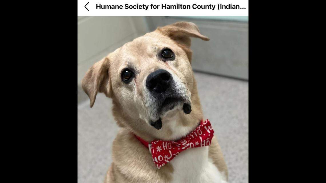 Marley has eyes that can peer right into a person’s soul.