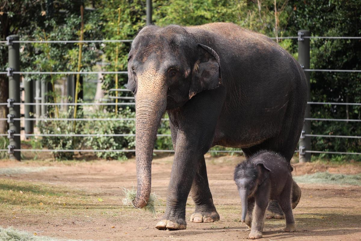 Asian elephant calf Brazos walks with mom Bluebonnet on Tuesday, Nov. 9, 2021, at Fort Worth Zoo. He is Bluebonnet’s second calf and fourth one born at this zoo.