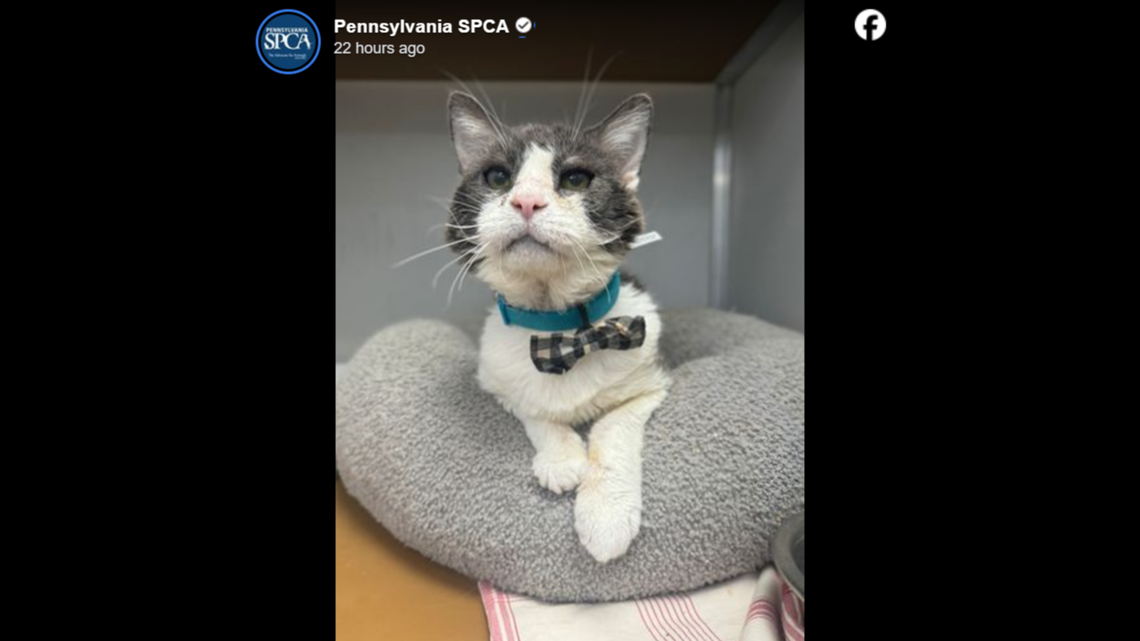 After years of suffering, Zodiak just wants someone to cuddle with.