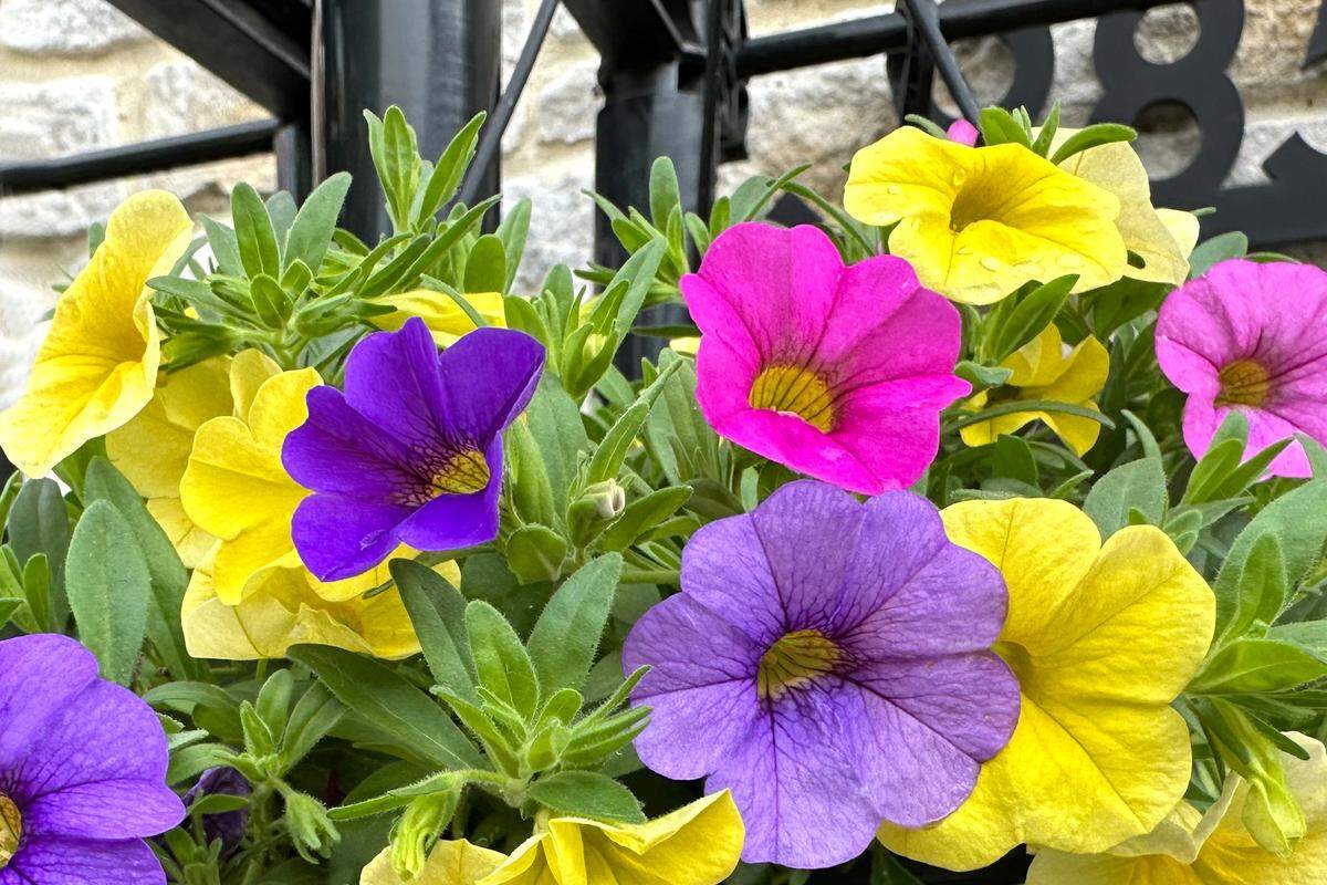 Beautiful shades of Million Bells calibrachoa petunias.