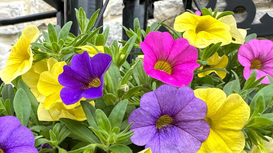 These plants will deliver quick color in your North Texas landscape