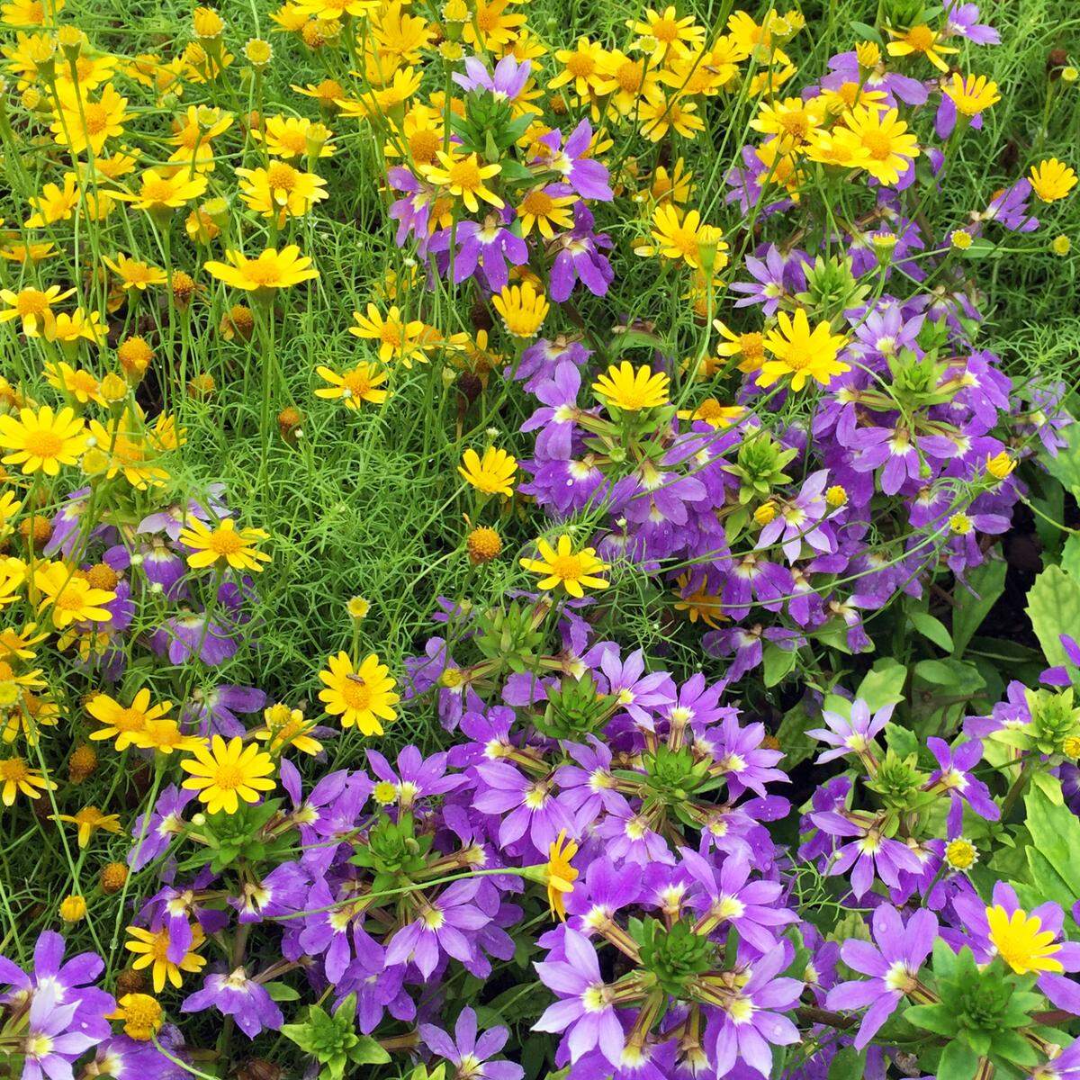Two showy low border plants Dahlberg daisy with Blue Wonder fanflower.