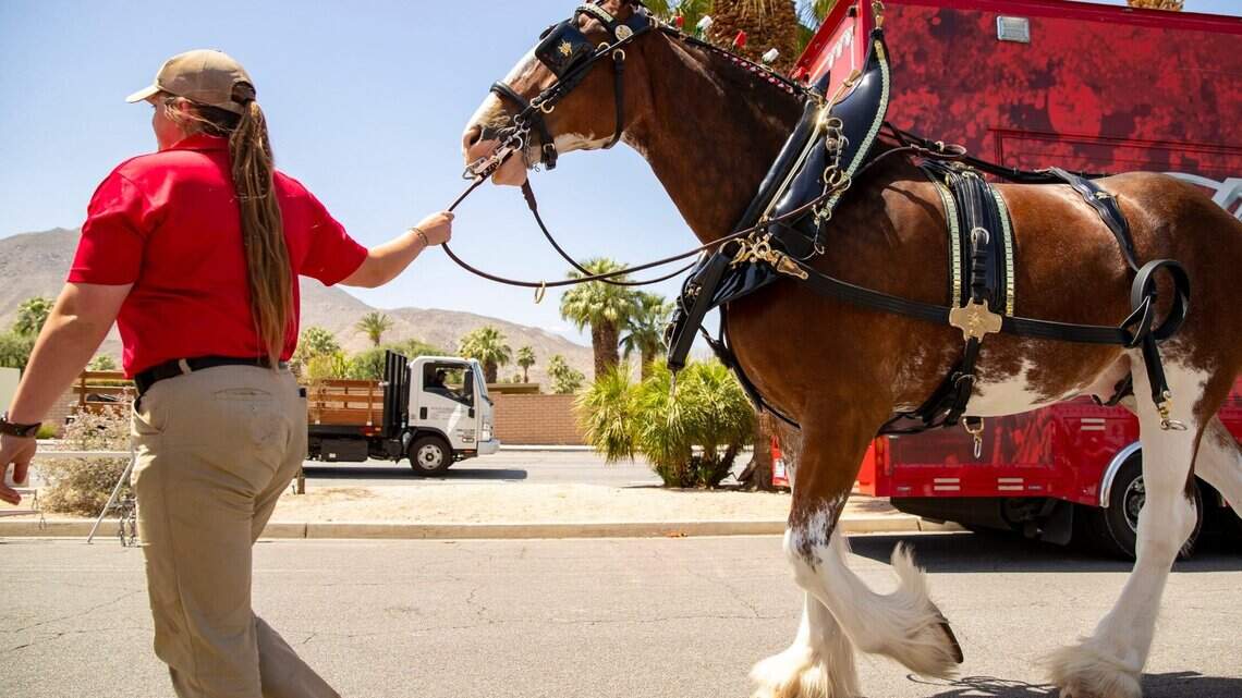 Here’s where to see Budweiser Clydesdales in Fort Worth ahead of MLB All-Star events
