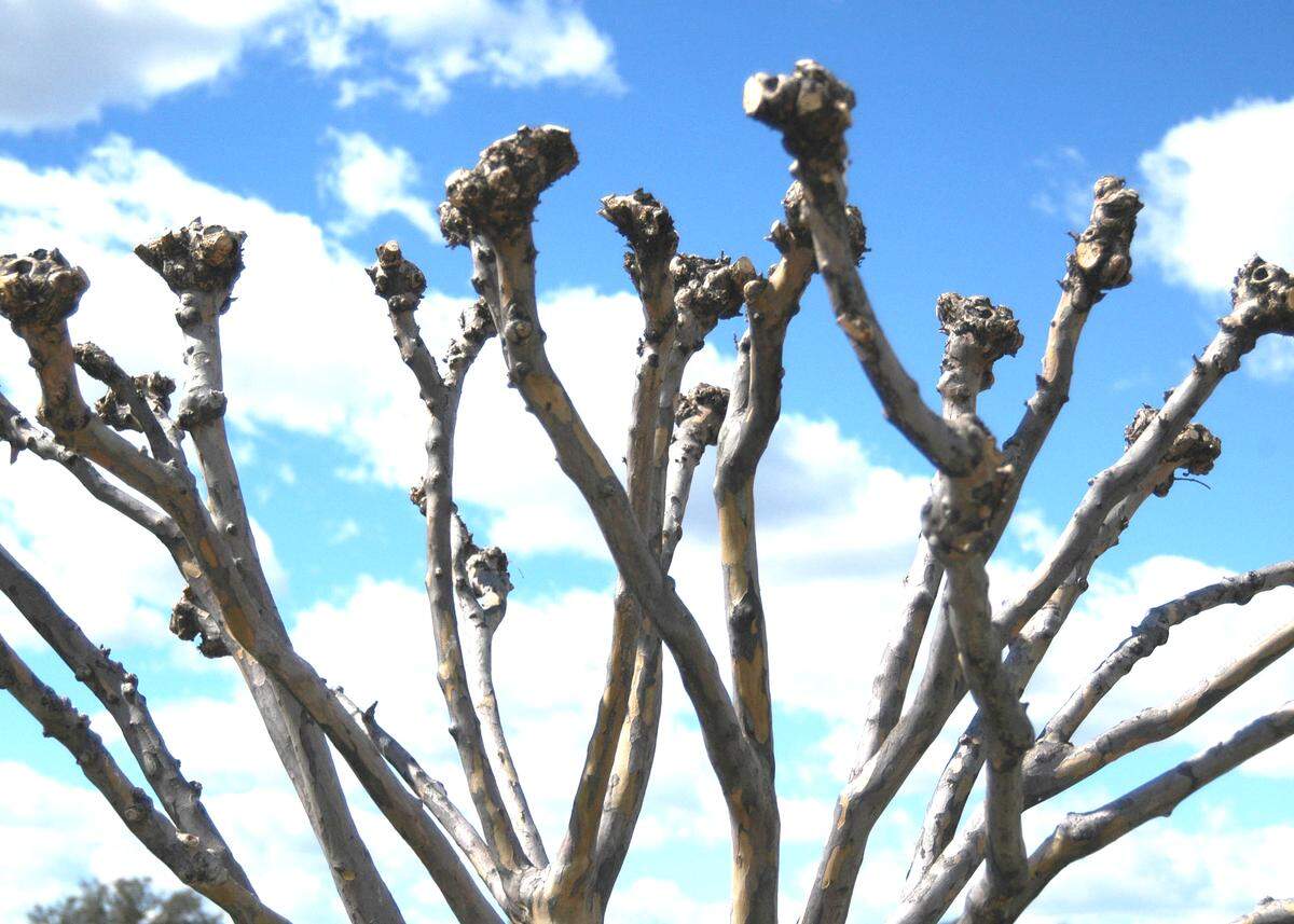 One of the worst jobs of pruning crape myrtles ever.