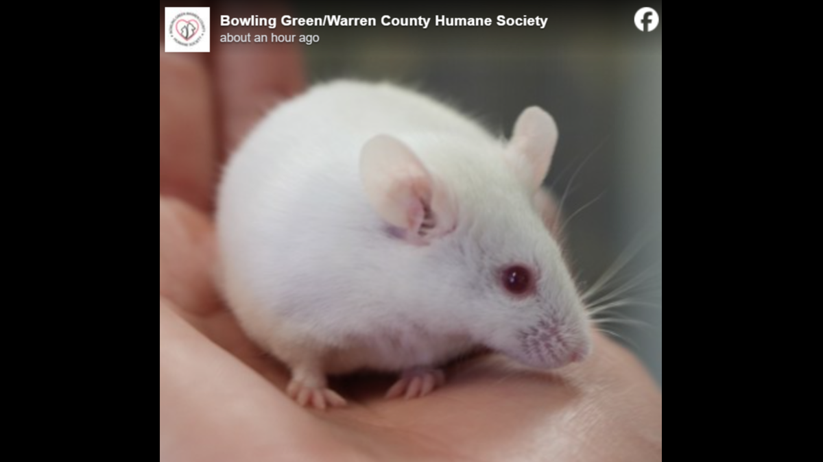Stuart Little loves being held.