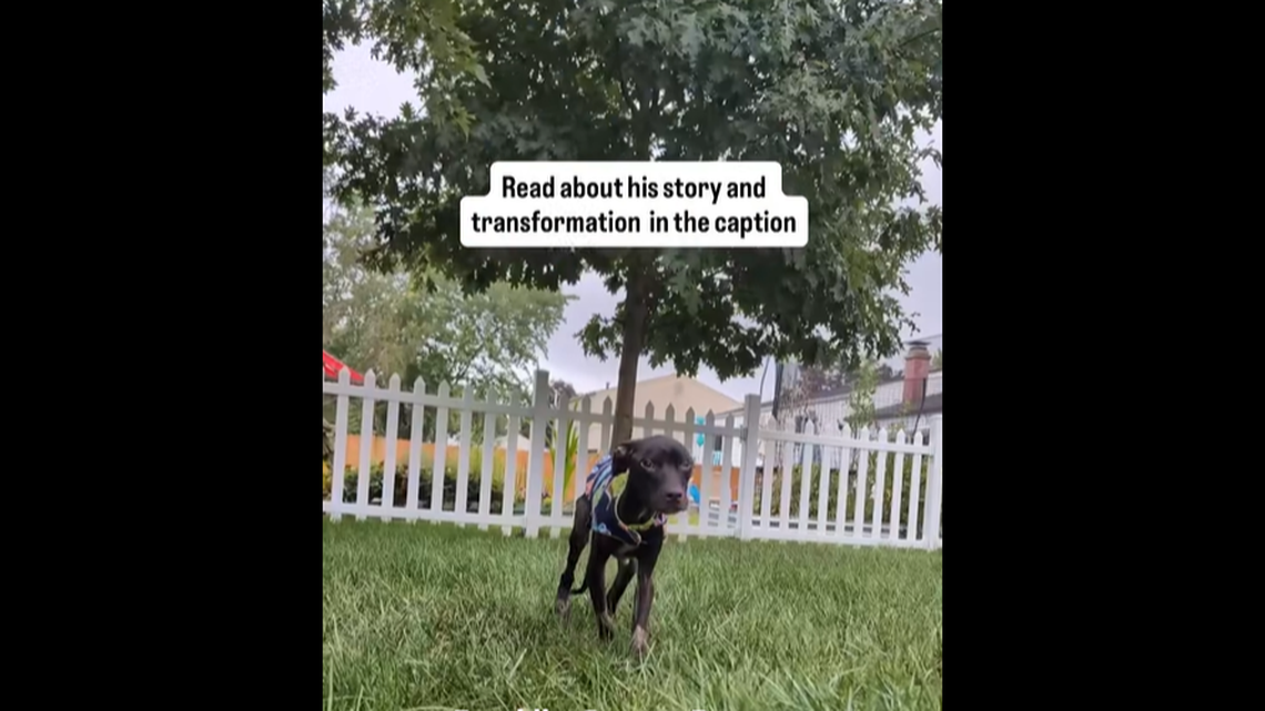 Koa prior to being adopted