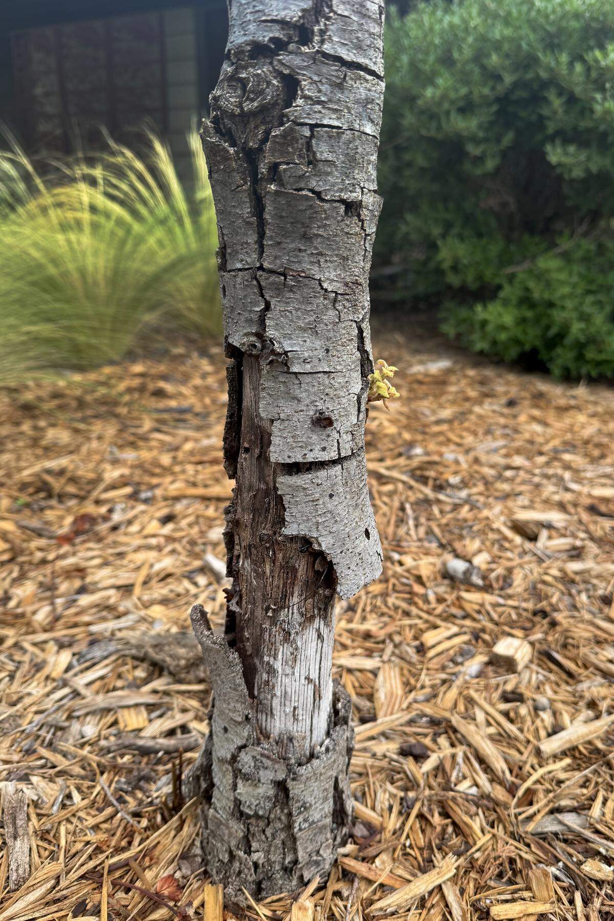 Sun scald on west side of unprotected oak trunk four years after planting.