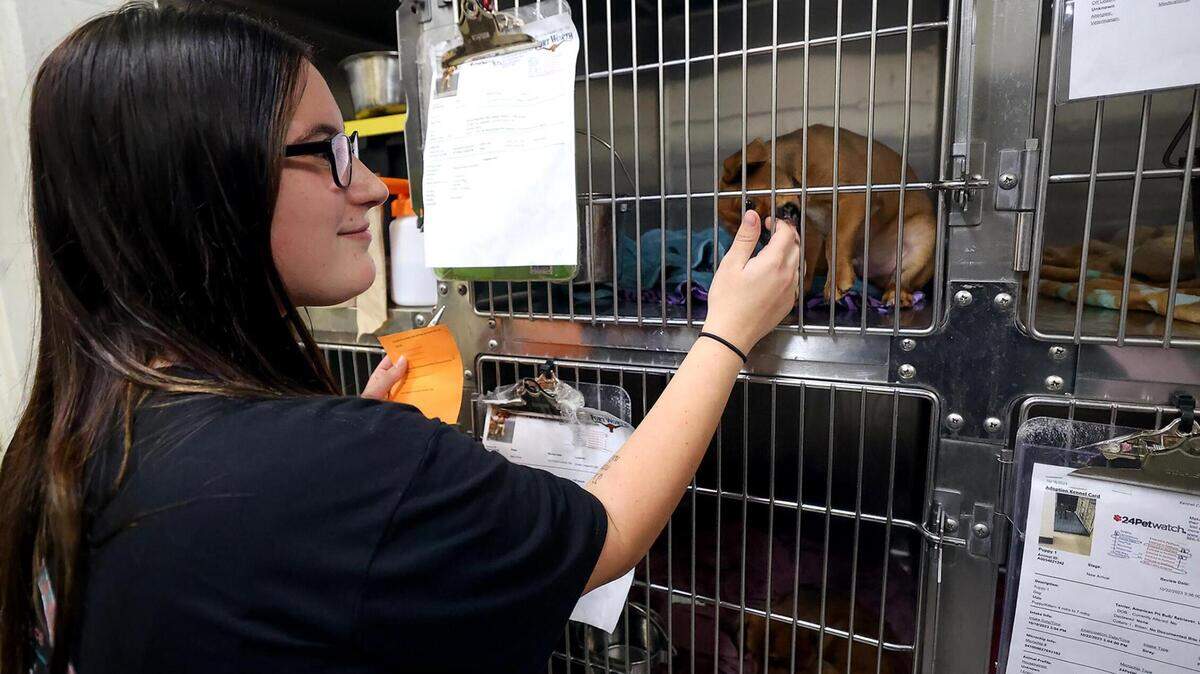 Emily Fagan of Burleson looks at a dog available for adoption at the Chuck Silcox Animal Care & Control Center on Wednesday, October 25, 2023, in Fort Worth.