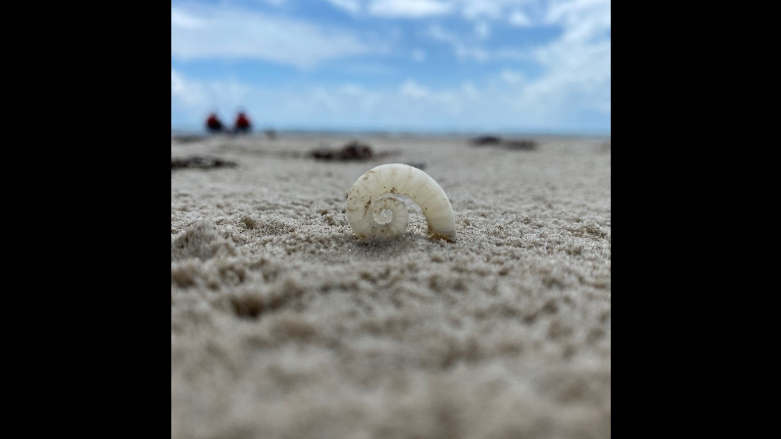 A ram’s horn squid shell was found on the beach at Padre Island National Seashore in Texas. Photo from Padre Island National Seashore on Facebook.