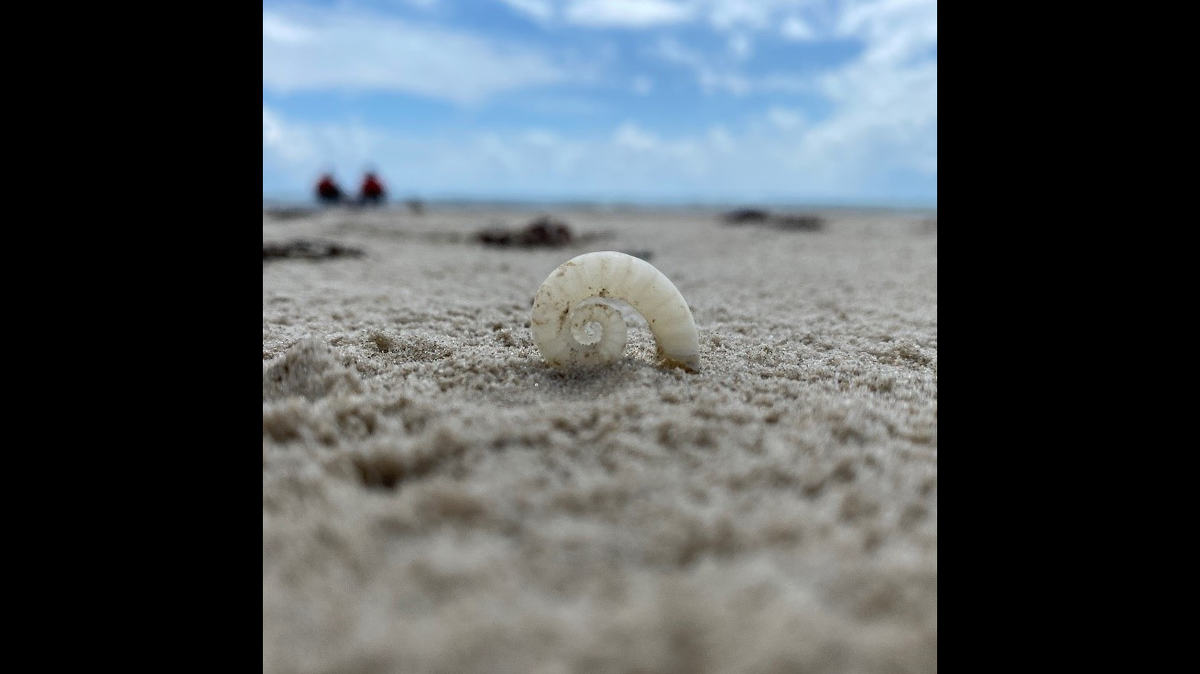 A ram’s horn squid shell was found on the beach at Padre Island National Seashore in Texas. Photo from Padre Island National Seashore on Facebook.