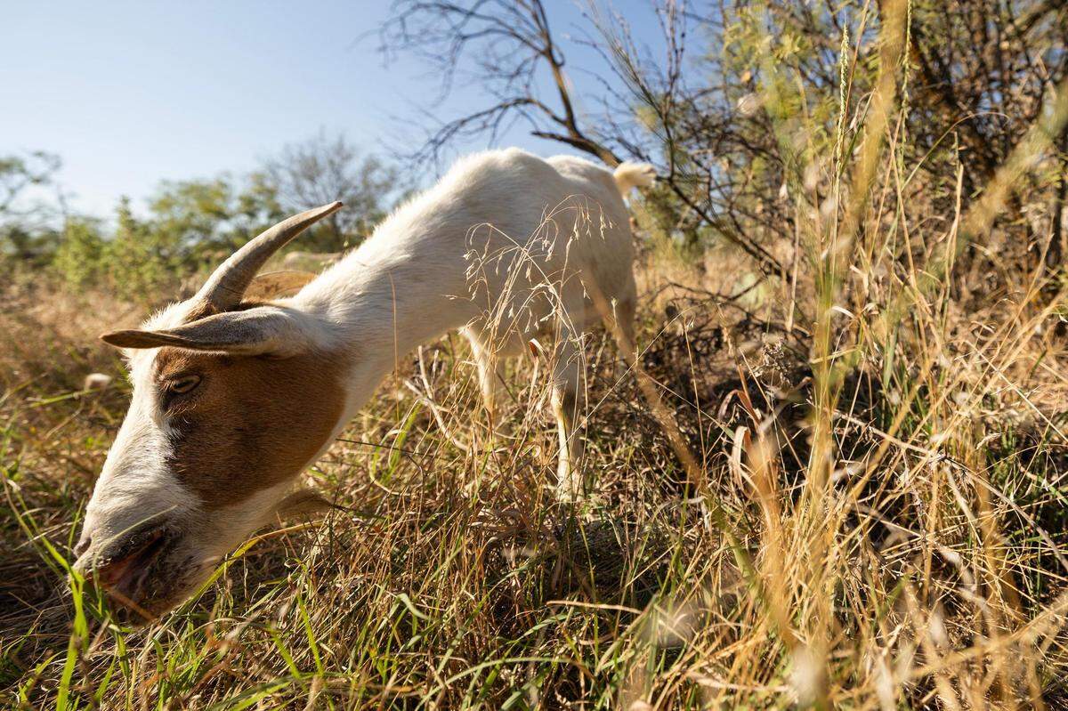 A goat eats portion of dead grass and weeds on a patch of land in Jacksboro in September.