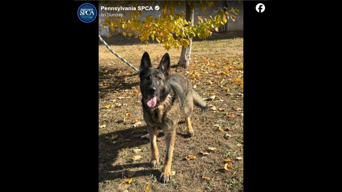 Sosa is ready for a loving home.