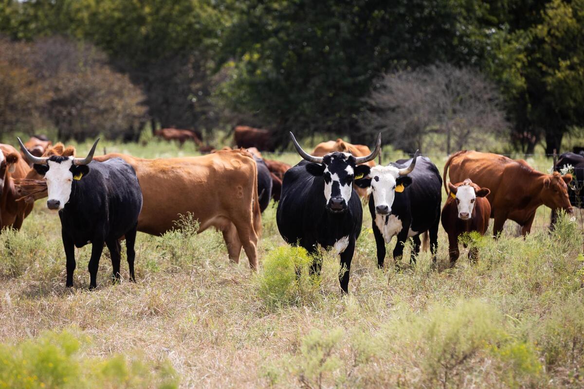 Cattle munch on prairie grasses on the Leo unit of the Dixon Water Foundation ranch in Decatur. The foundation is a working ranch that promotes healthy watersheds through sustainable land management.