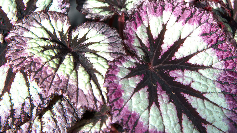 Stunning rex begonias can flourish in your Texas garden with proper love, care