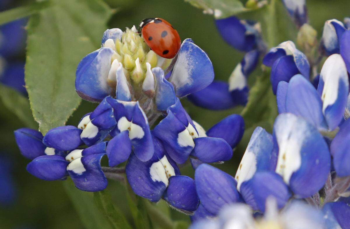 The bluebonnets are blooming big time at Meadow View Nature Area near Ennis.