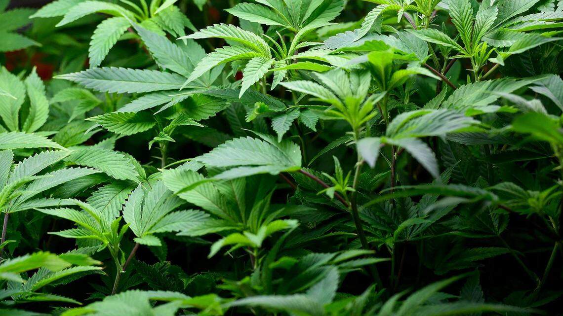 When will marijuana be legalized in Texas? Here are the factors affecting legislation