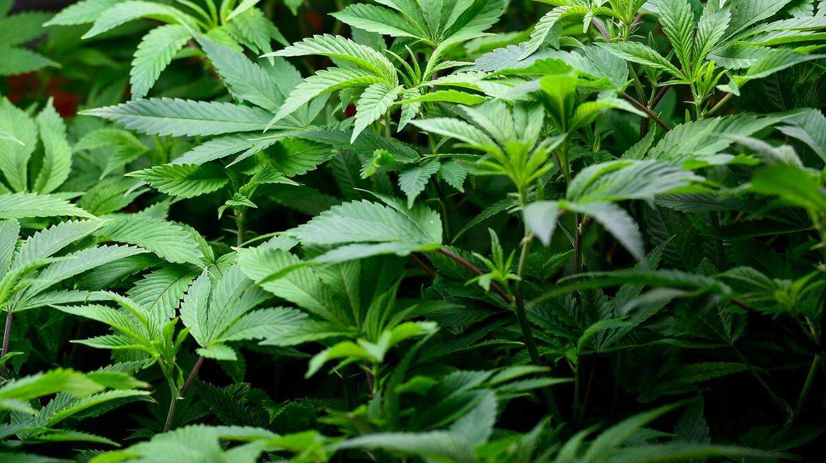 Clones of marijuana plants grow in the nursery at Greenlight Dispensary’s cultivation plant in Kansas City. Eighteen states and Washington D.C. have fully legalized marijuana and 37 allow for medical use. Texas is in the minority as one of the few states yet to make major expansions to marijuana access.