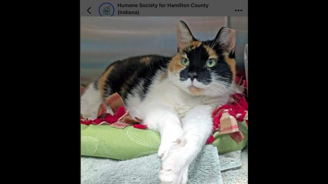 Callie is ready for head rubs and snuggles.