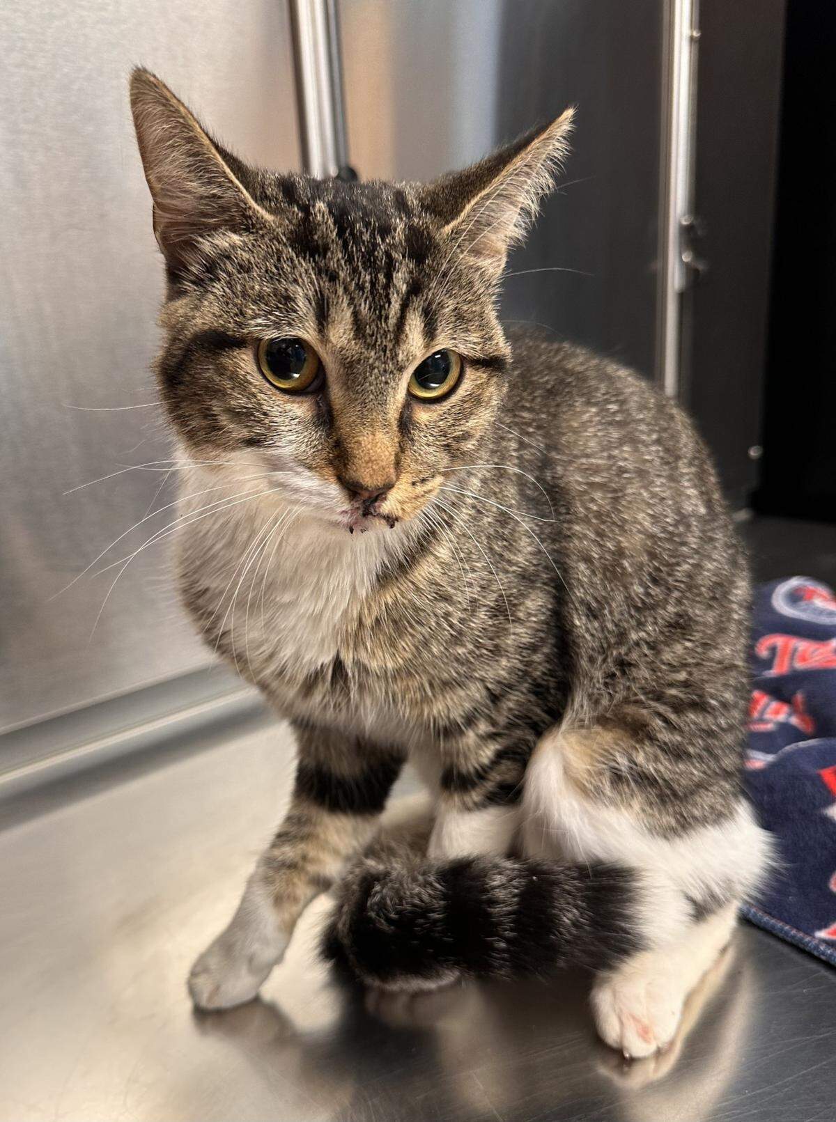 Survivor kitty