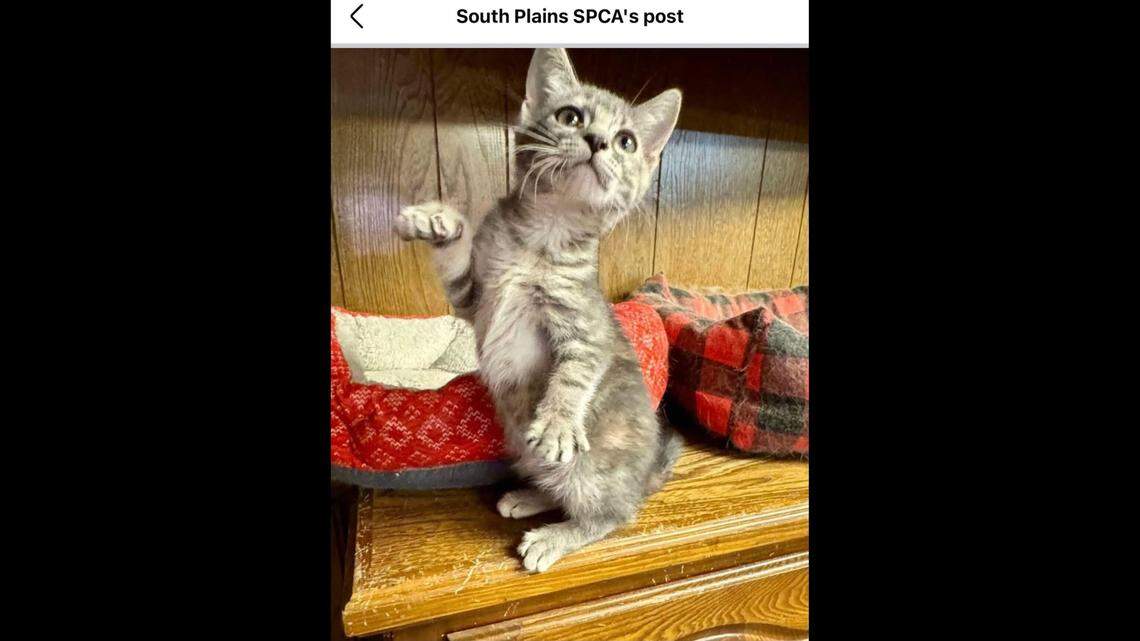 Ivy, the playful kitten