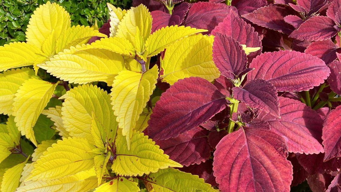 Coleus plants benefit from periodic pinching as it encourages them to branch and stay compact.