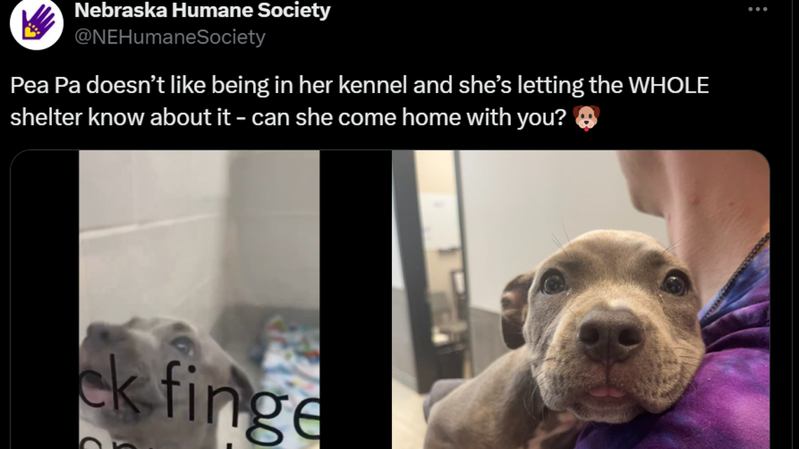 Who can resist that face?