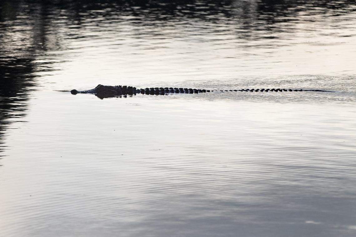 An alligator swims in Lake Worth Wednesday, June 30, 2021, in Fort Worth.
