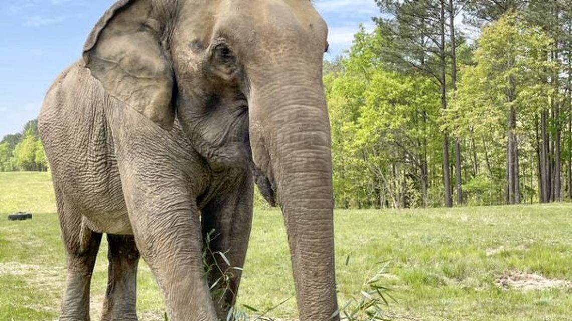 Sissy, the elephant who treaded water at age 13 to survive a 1981 Gainesville zoo flood, enjoying bamboo April 29, 2022. She is now 54 and living in a sanctuary south of Nashville, Tennessee.