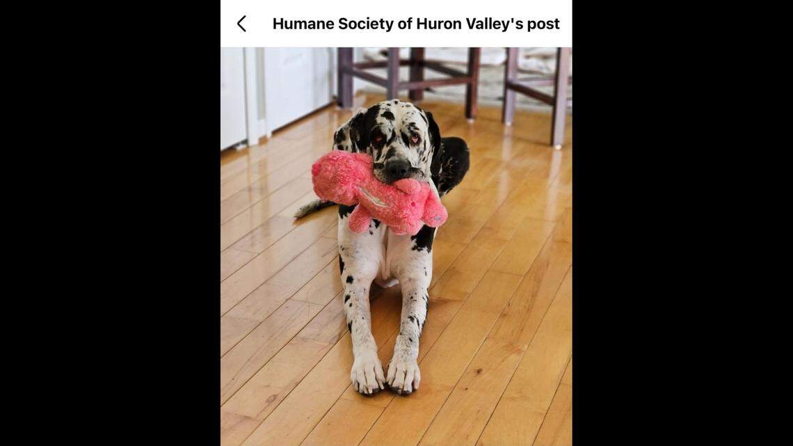 Siggy loves her toys