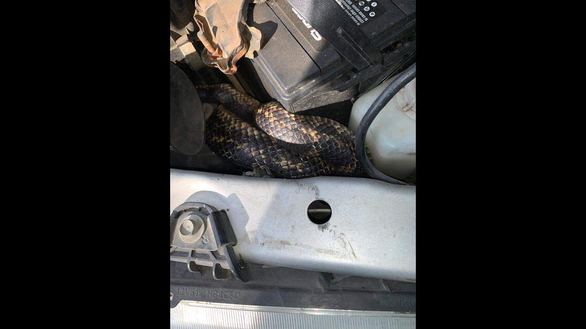 An Oklahoma woman found a 5-foot rat snake in her car engine, police said. Photo from Cleveland County Sheriff’s Office Facebook page.