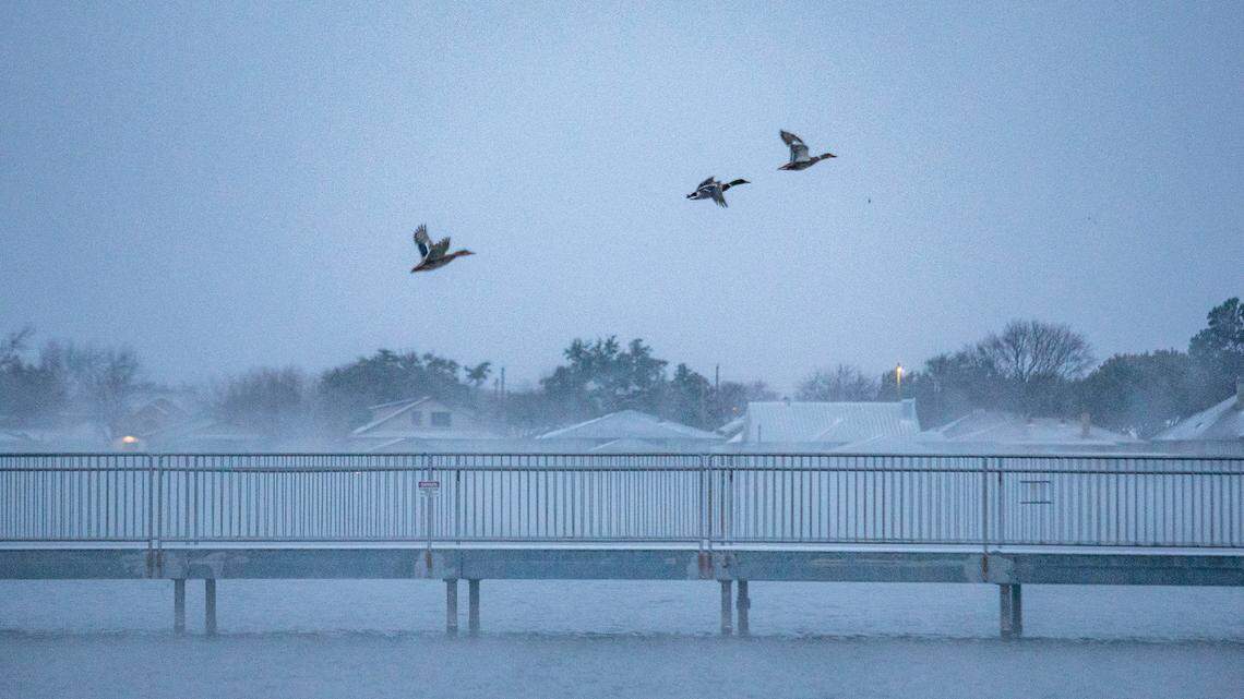 Lake effect snow is created when cold winds pass over warm waters, bringing moisture up into the atmosphere, which freezes and produces snow. It hit 12 degrees along a shore of Lake Granbury as the wind whipped around the water making it feel colder early Monday morning, Jan. 15, 2024.