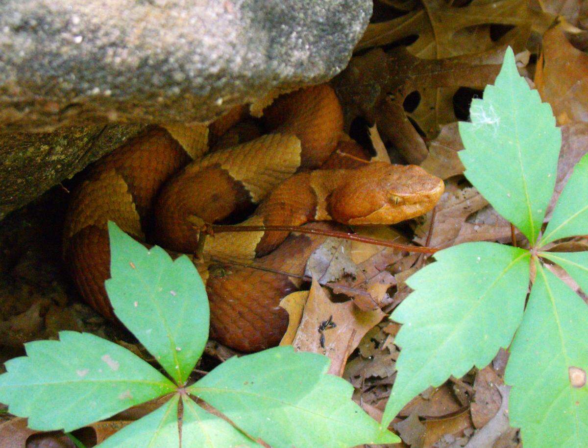 This copperhead was photographed just where it was found, in the Fort Worth Nature Center.