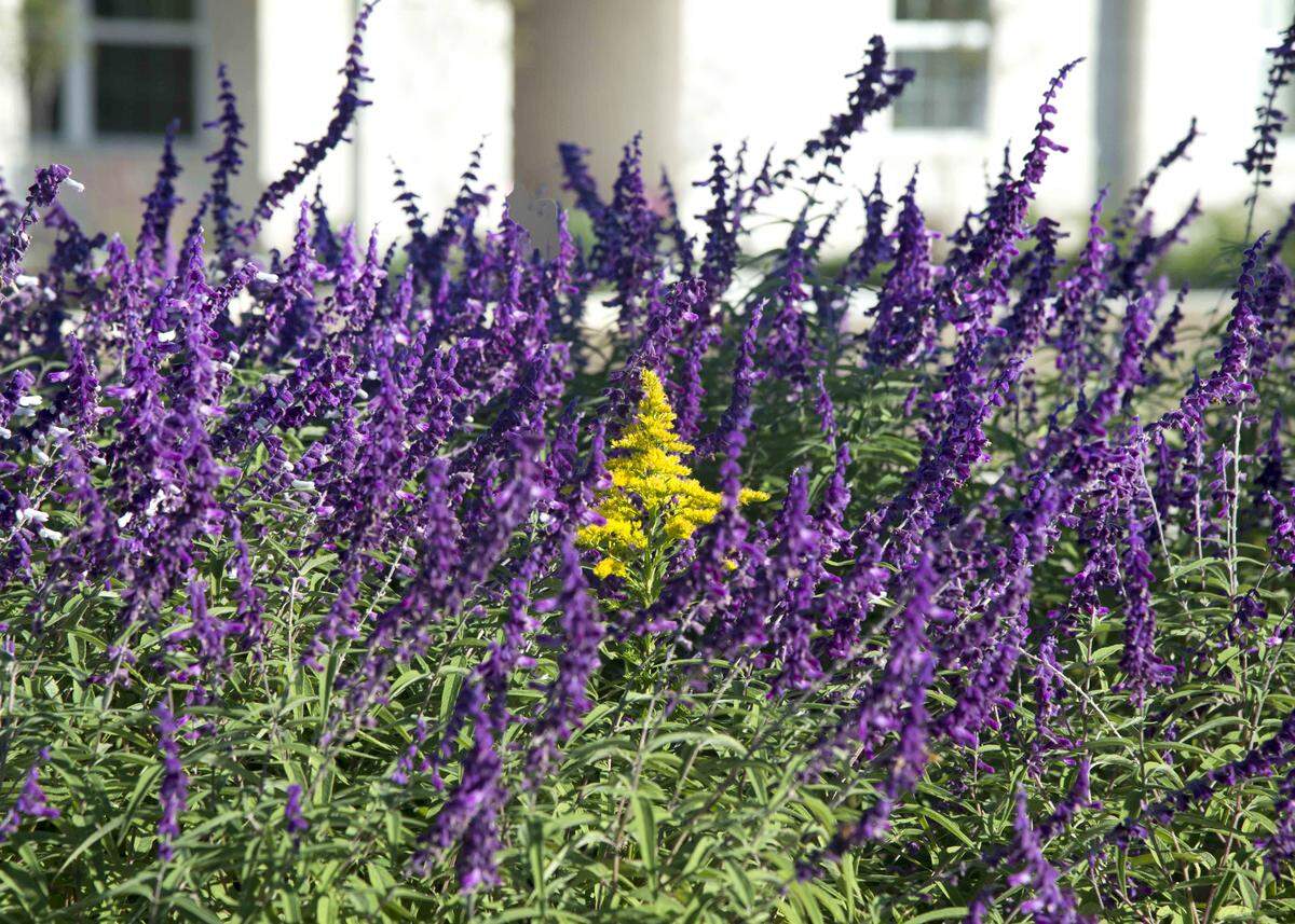 Mexican bush sage with goldenrod plant.