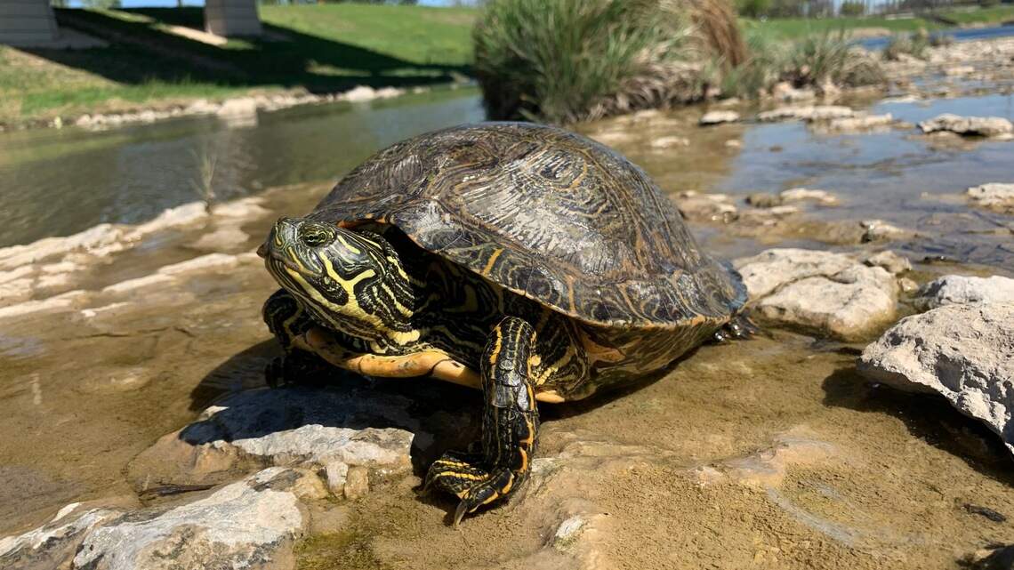 Reducing waste and saving turtles. These Fort Worth residents have ideas to do it all