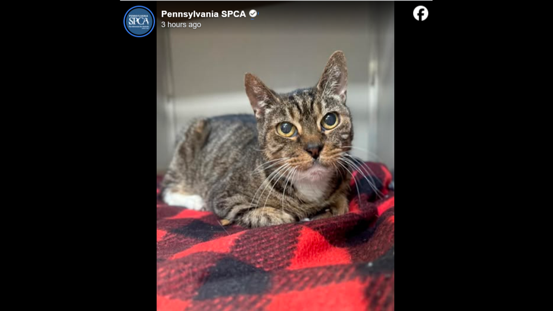 Speedo may appear skittish at first, his pet profile says.