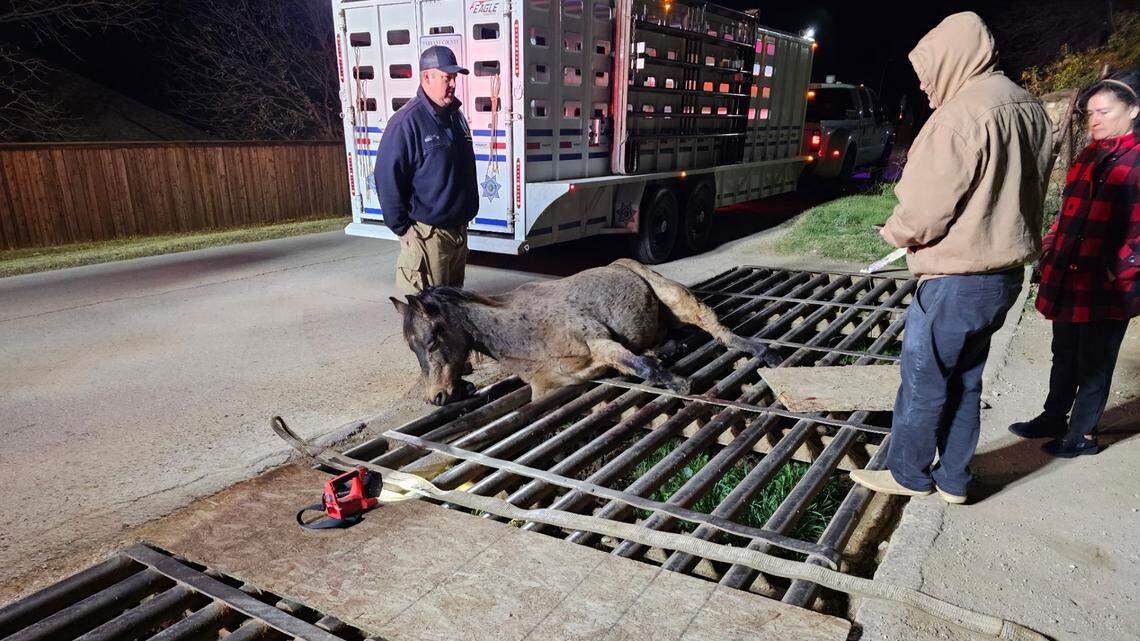 The Fort Worth Fire Department was dispatched to assist the Tarrant County Sheriff’s Office in removing a horse stuck in a cattle guard in the 10000 block of Alta Vista Road.