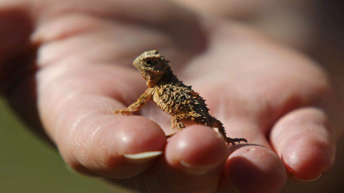 What exactly is a ‘horned frog’ and why is it the TCU mascot?