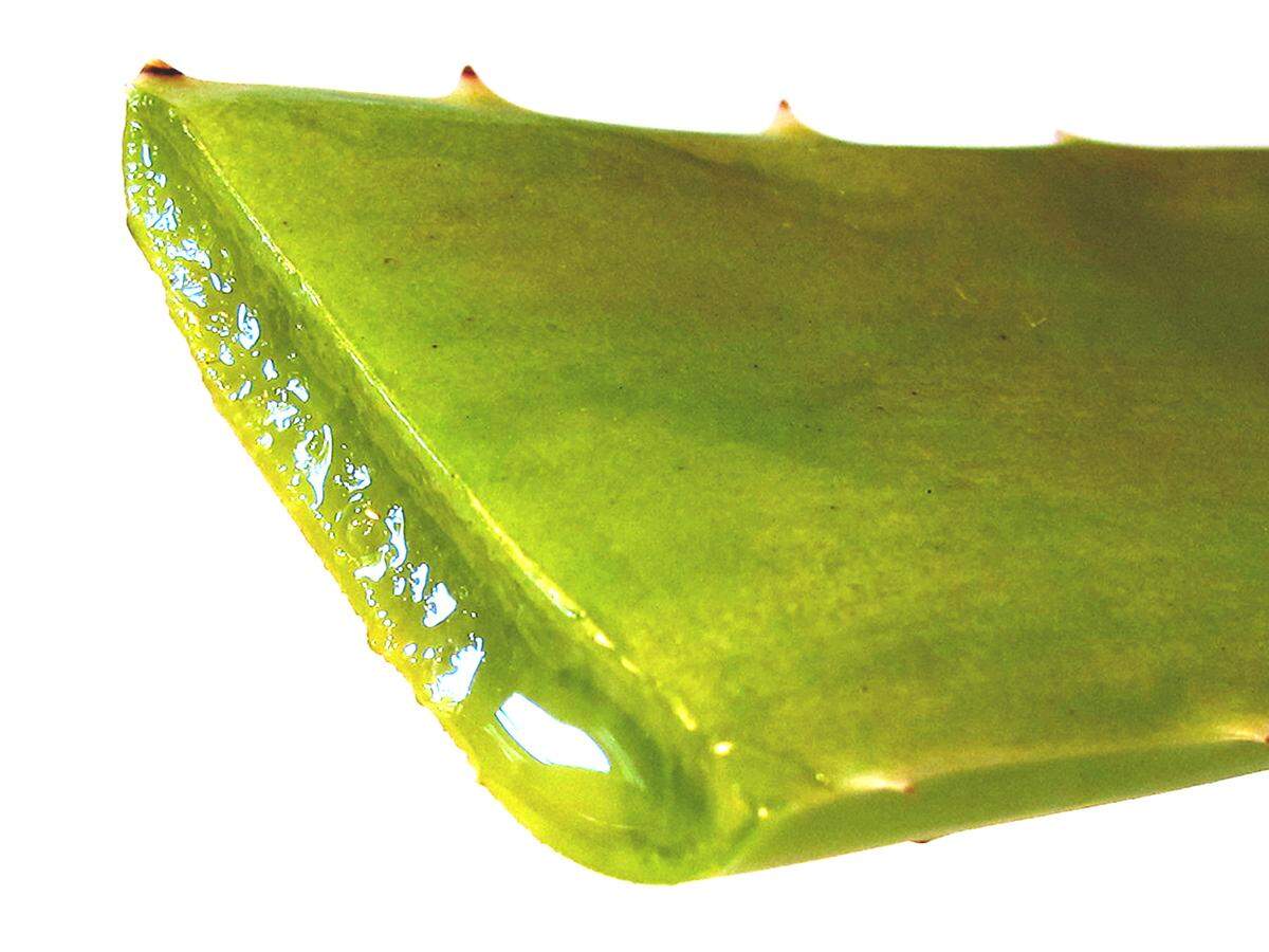 Gel oozing from an Aloe vera leaf.