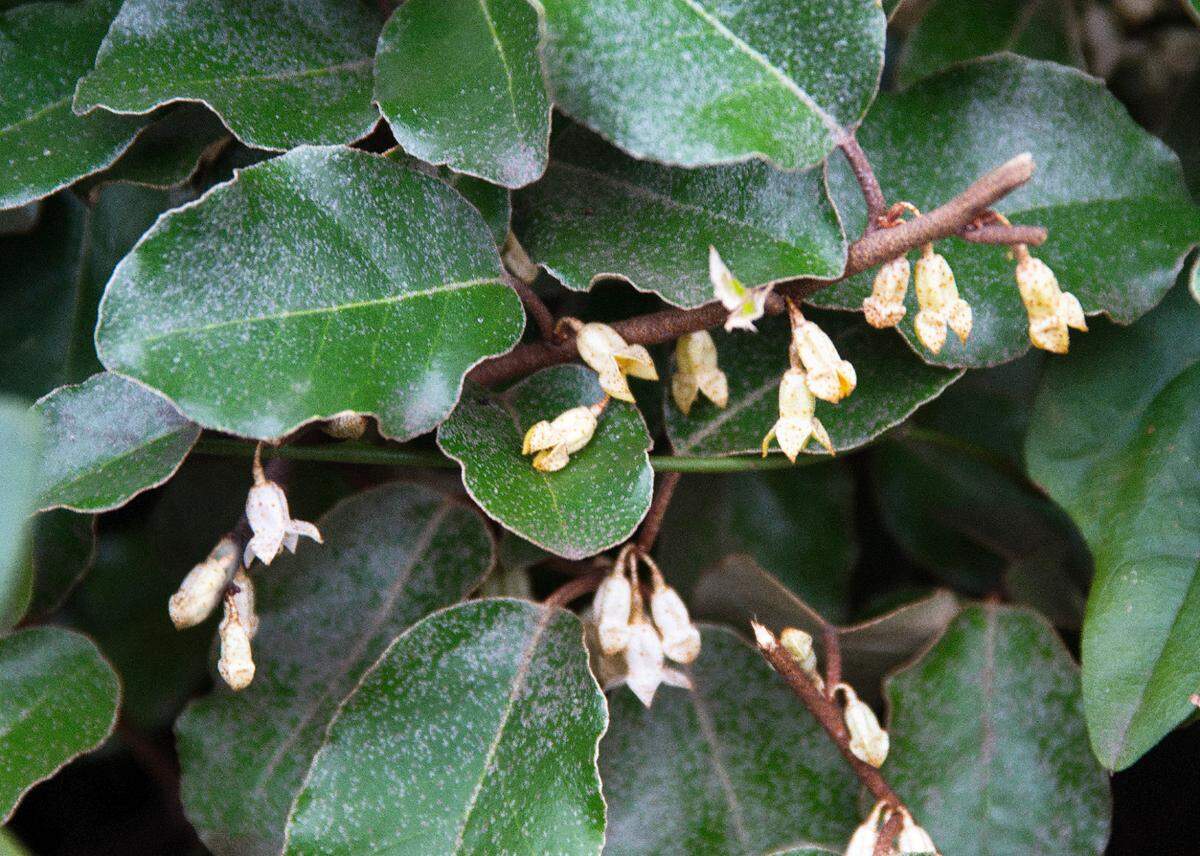 Fragrant but inconspicuous flowers of elaeagnus.