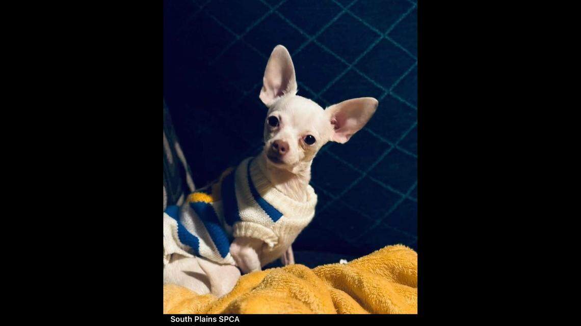 Pac-Man probably wondering if that’s a dude over there.