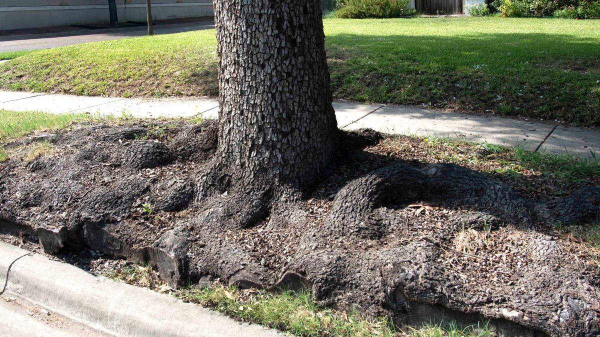 This live oak with its mass of surface roots was a poor choice for parkway planting.