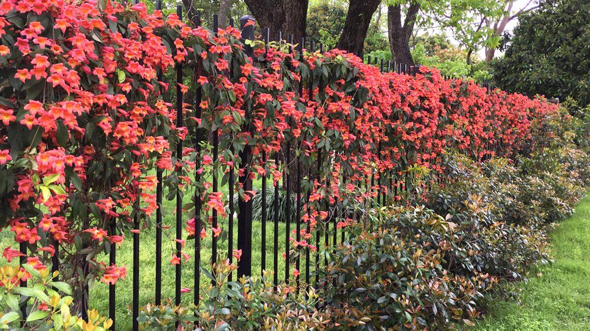 Tangerine Beauty crossvine has showy orange flowers.