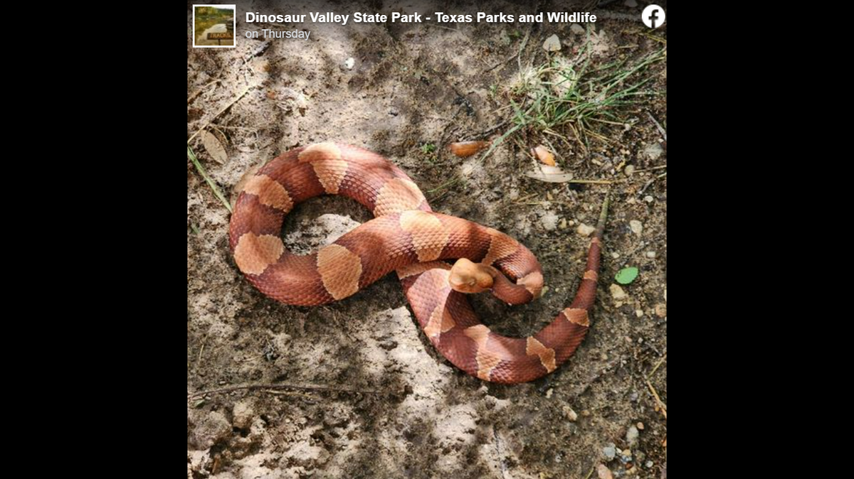Officials at Dinosaur Valley State Park in Texas found a venomous snake that they’ve named “Red Hot Cheeto.”