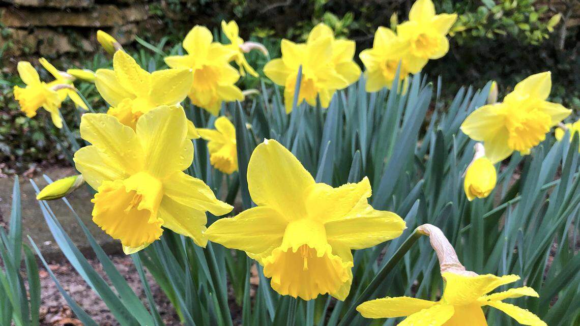 Will the GA Chattahoochee Valley have a warmer or wetter spring than usual? Here’s the forecast