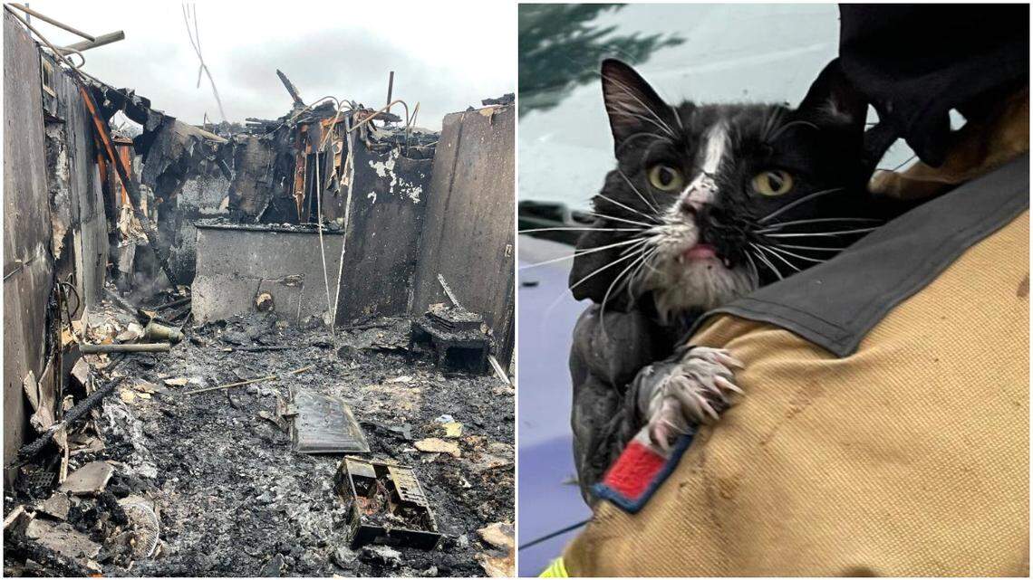 A cat in a burning apartment complex while it was on fire survived the blaze, firefighters say.