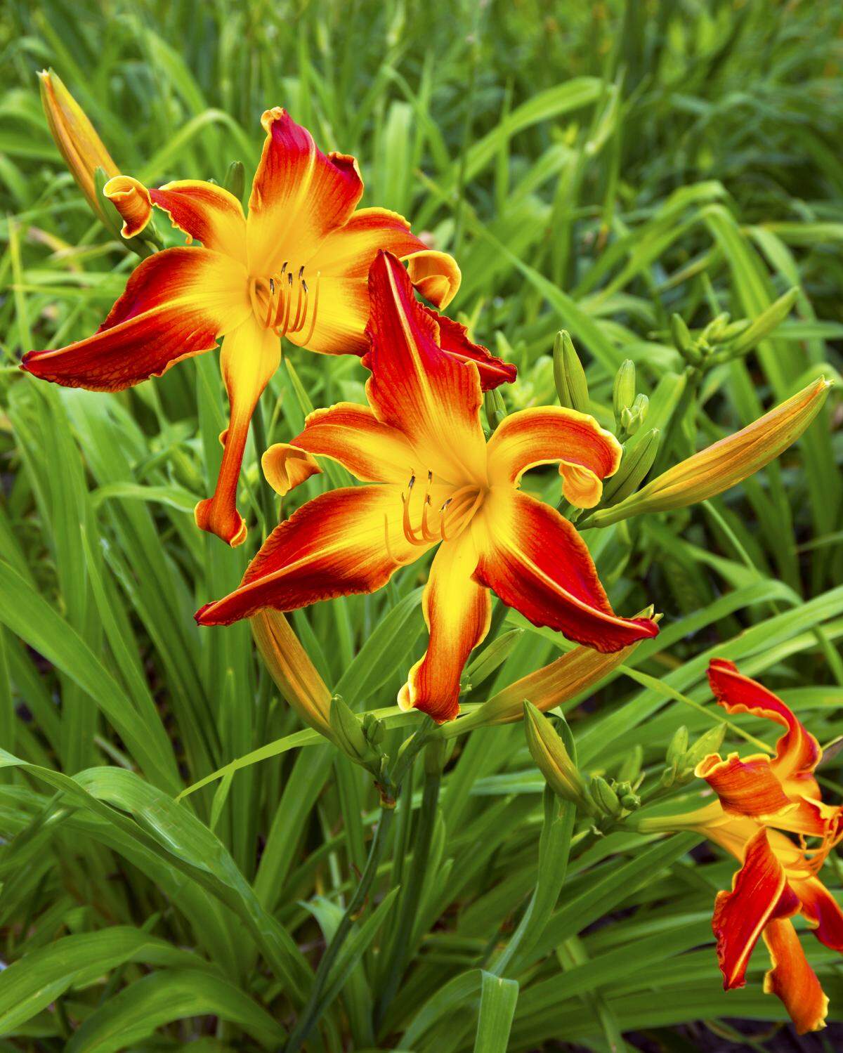 ‘Firestorm’ daylily