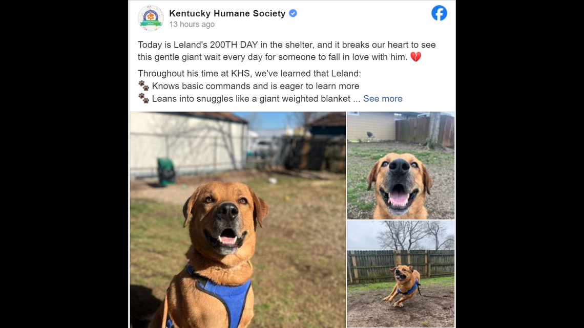 Leland, the gentle giant