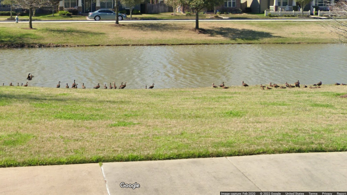 Ducks that live in a common area of a Texas homeowners association. The HOA is suing a couple, saying the wife keeps feeding the ducks even though “such activity is prohibited.”